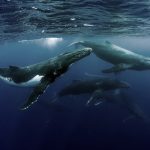 Baleias param em baía na Austrália para “dia de spa” com esfoliação corporal